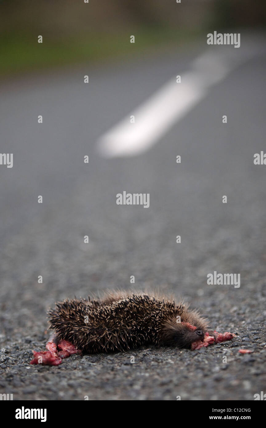 Igel Road Kill auf einer Landstraße. Stockfoto