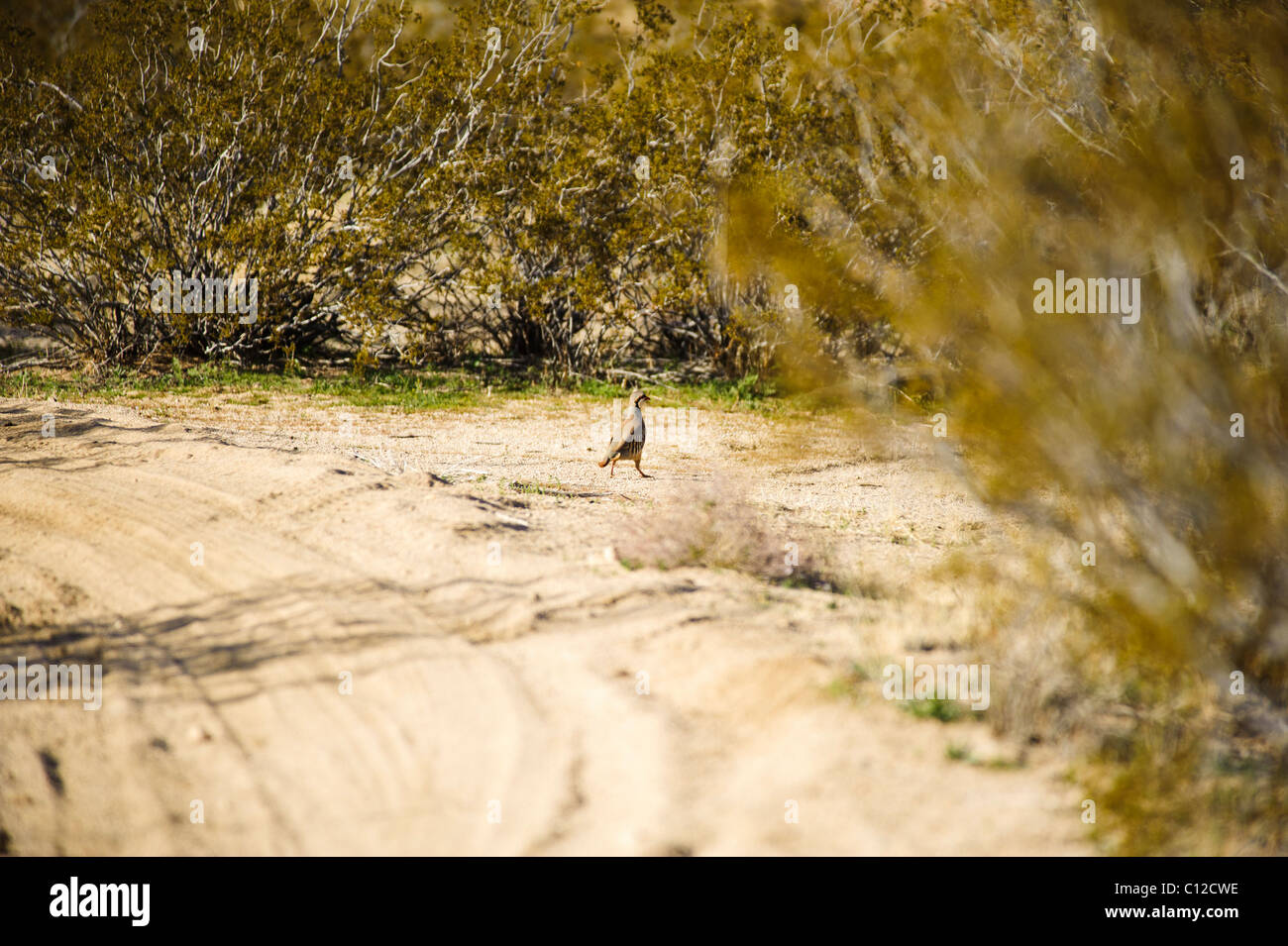 Wilde Chukar in der Mojave Wüste in Kalifornien Stockfoto