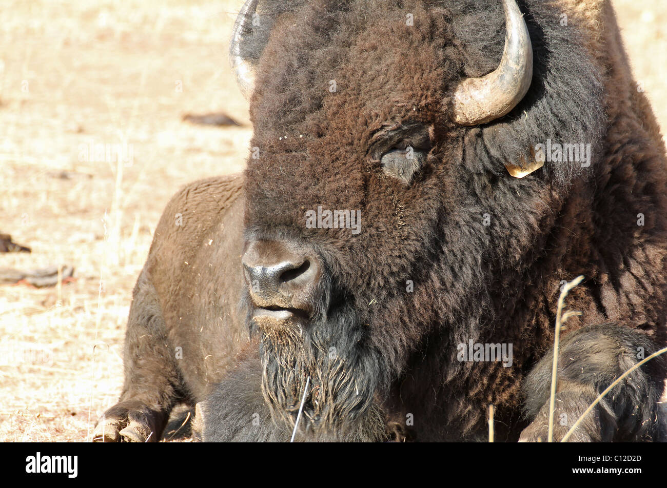 Eine amerikanischen Bison auf einer Reserve in Colorado Stockfoto