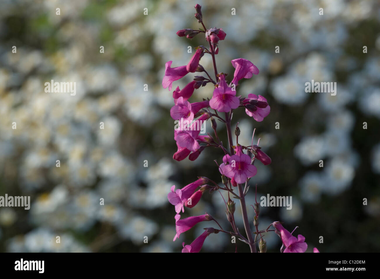 Parrys Penstemon, Penstemon Parryi einen einheimischen Wildblumen von Arizona, USA Stockfoto