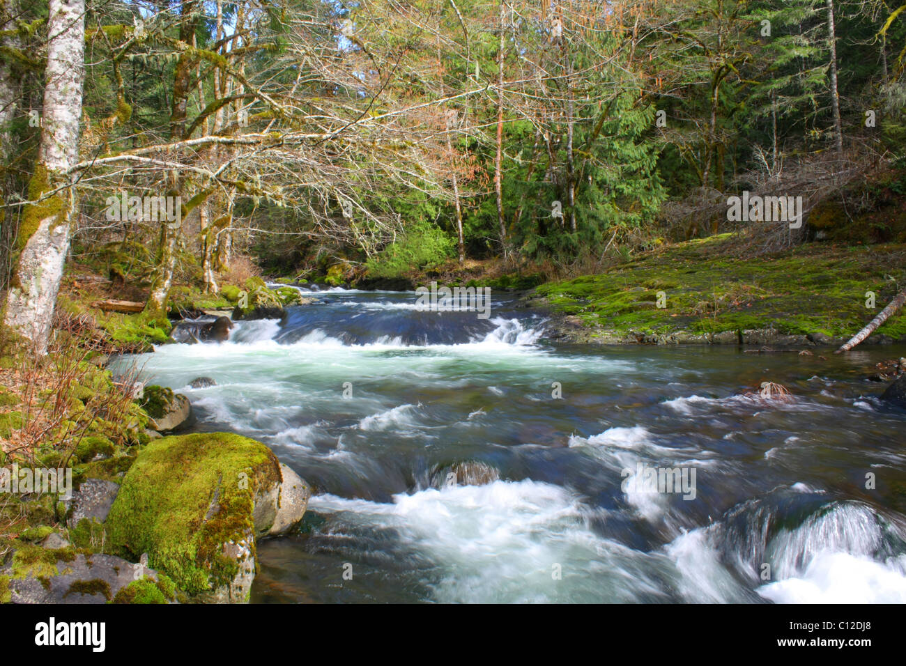 Eine Verdrehung 40,237.06527 Creek water river stream mit Stromschnellen durch Frühling grüne Laub- und Nadelbäume tree forest fließt. Stockfoto