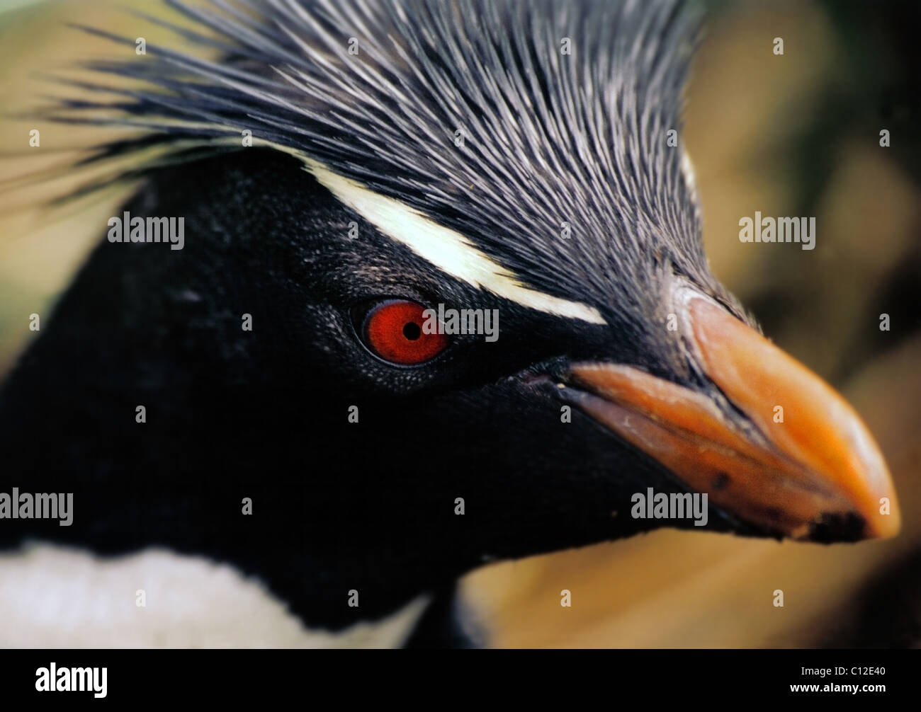 Rock Hopper Pinguin - Nahaufnahme Portrait Stockfoto