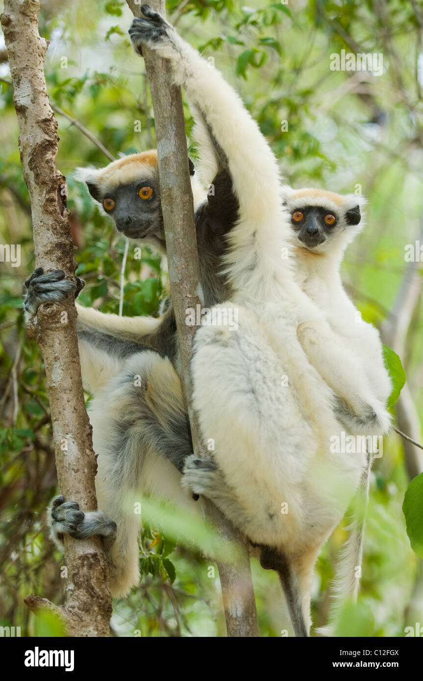 Golden-gekrönter Sifaka Lemur (Propithecus Tattersallli) Mutter & Baby, Fenamby Reserve, Daraina, Madagaskar stark gefährdet Stockfoto
