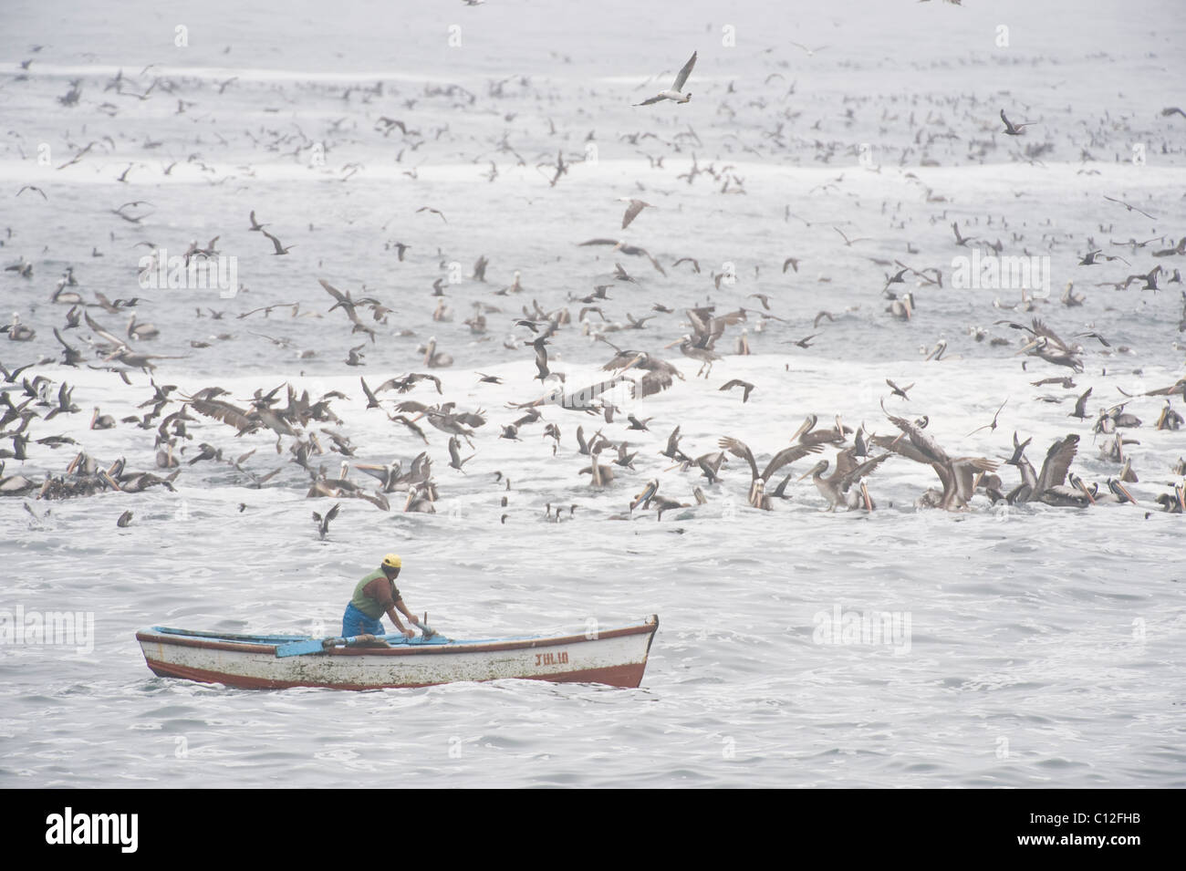 Fischer und massive Fütterung Herde, Pucusana, peruanischen Küste südlich von Lima, PERU Stockfoto