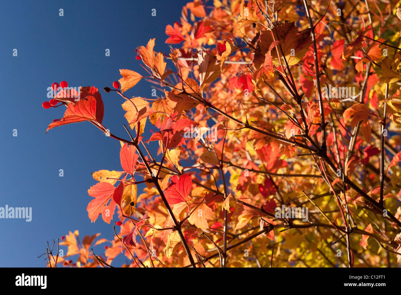 im Herbst fallen Ahornblätter im Vereinigten Königreich Stockfoto