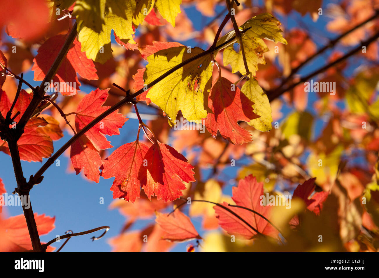 im Herbst fallen Ahornblätter im Vereinigten Königreich Stockfoto