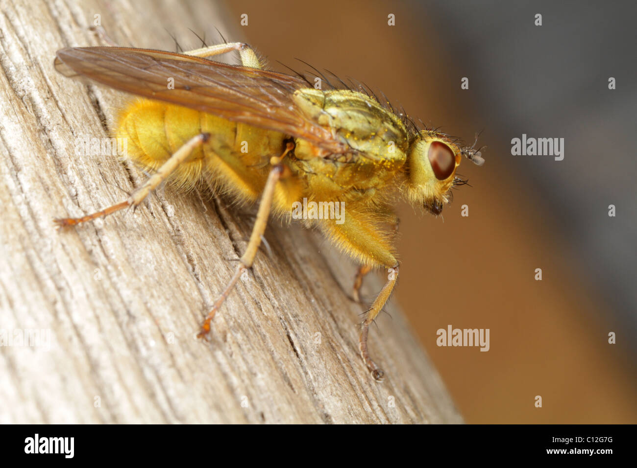 Goldenen Kot fliegen, Scathophaga Stercoraria. Stockfoto