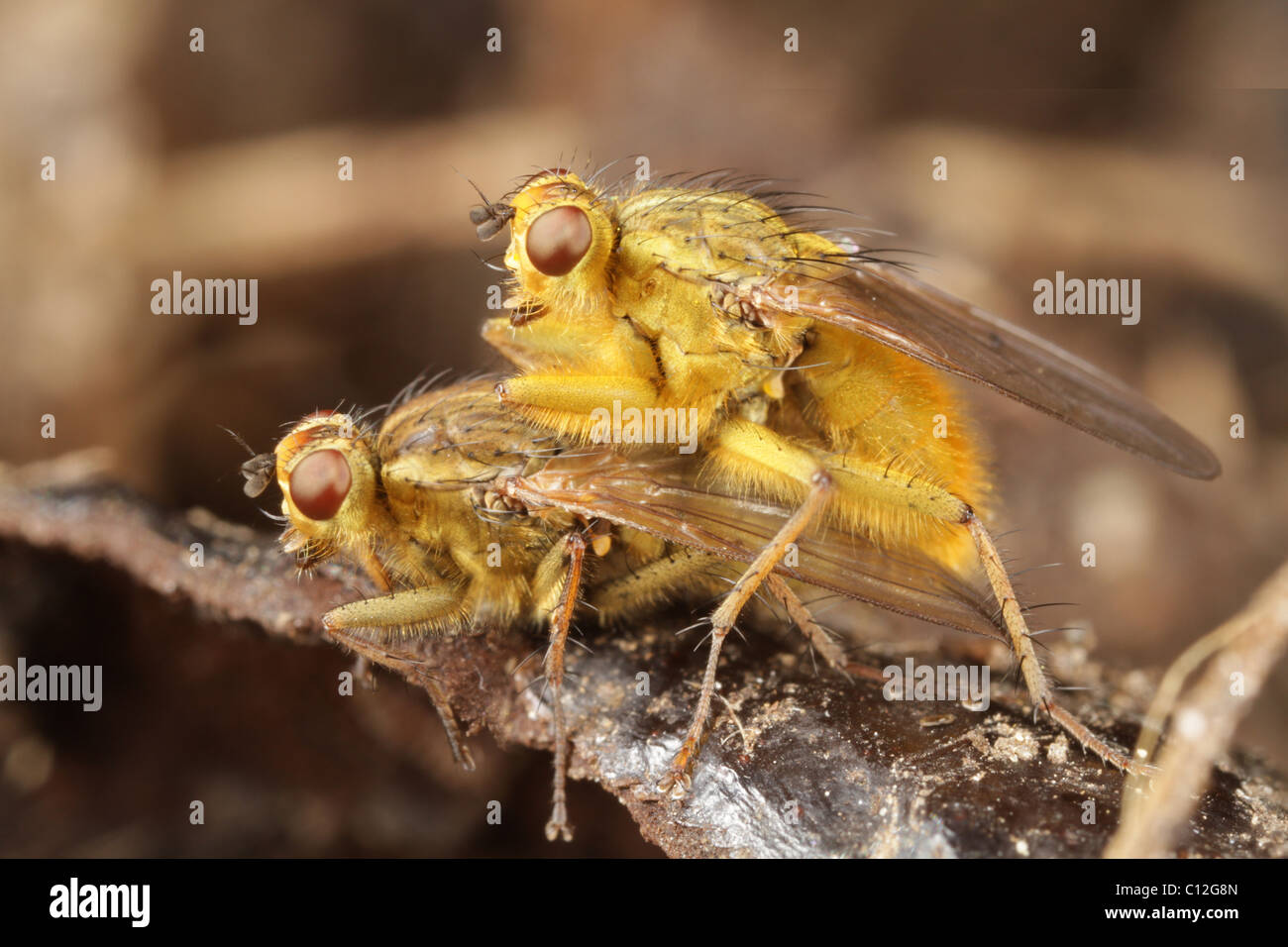 Goldenen Kot fliegt, Scathophaga Stercoraria, männlich weiblich zu bewachen, während sie Eiern legt. Stockfoto