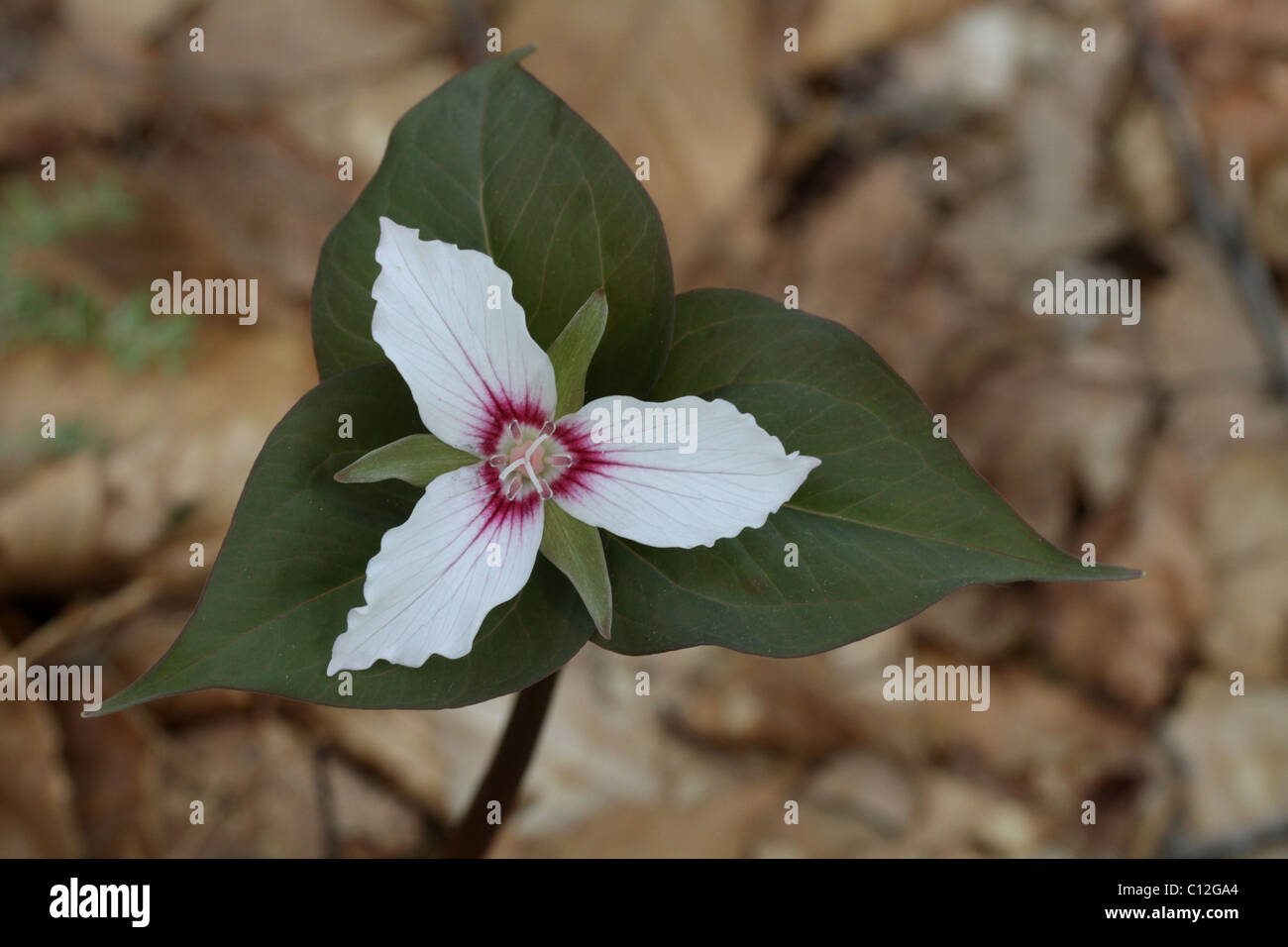 Bemalte Trillium (Trillium Undulatum) in voller Blüte. Stockfoto