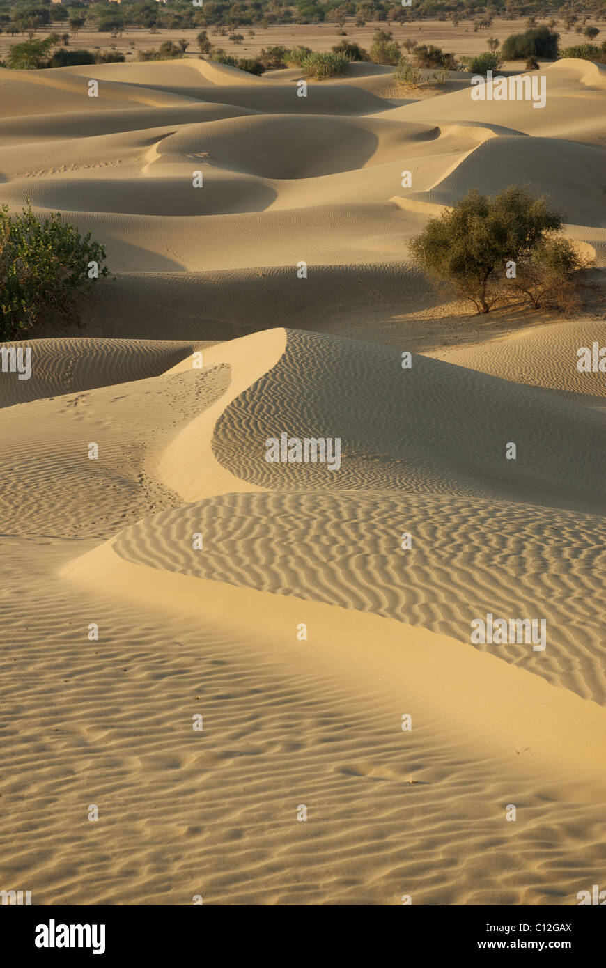 Aufnahme der Wüste Sand Dünen mit langen Schatten Stockfoto