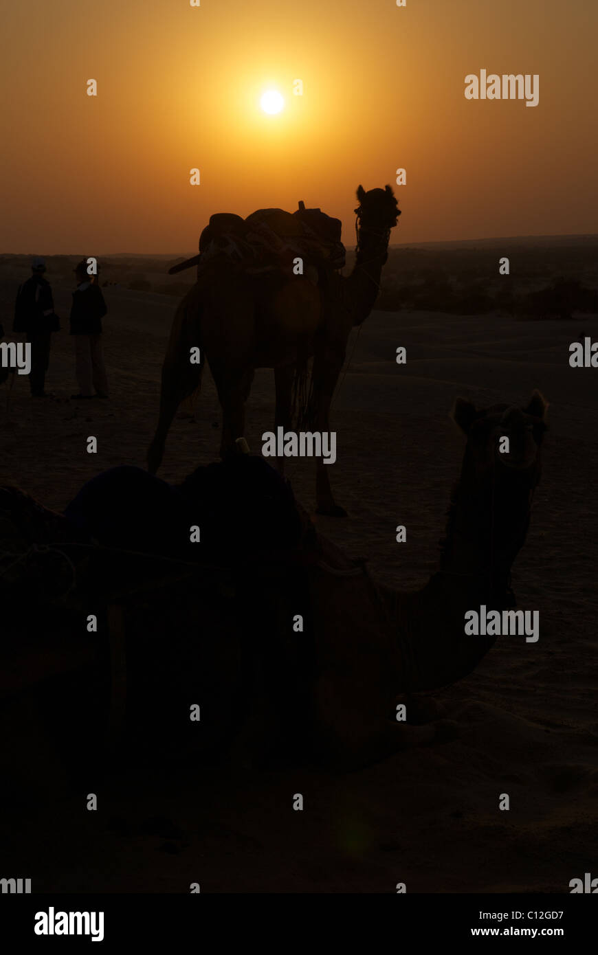 Silhouette von einem Kamel bei Sonnenuntergang in der Wüste Rajasthans Stockfoto