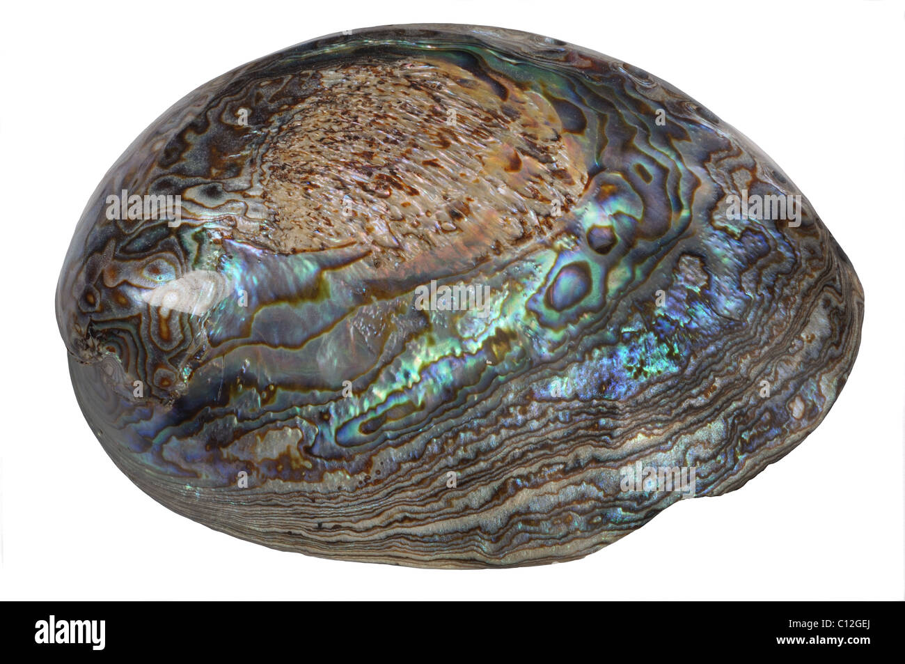 Abalone-Muschel - John Gollop Stockfoto