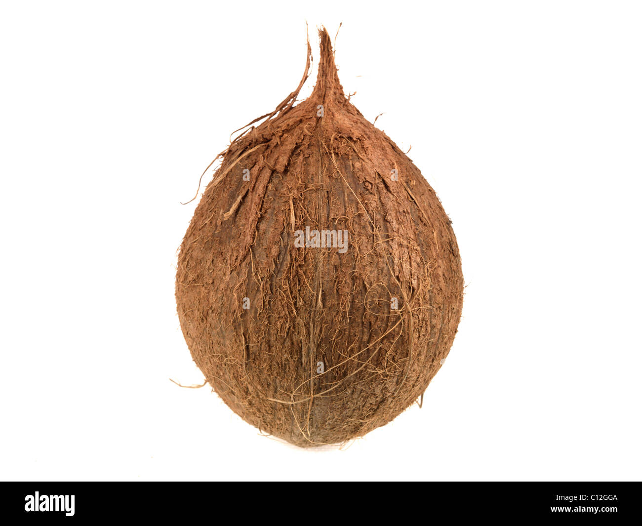 Ganze Frische reife tropische Gesund Kokosnuss gegen einen weißen Hintergrund mit keine Menschen Kopieren Platz und einen Freistellungspfad Stockfoto