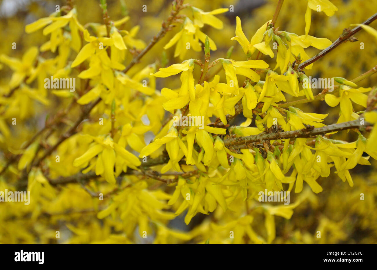 gelbe Blüten einen Ringblitz Forsythien Werk beleuchtet 0104 Stockfoto
