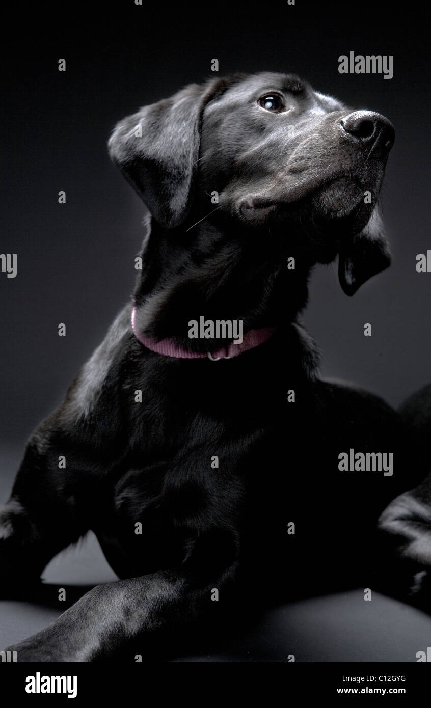 Porträt von einem schwarzen Labrador vor einem schwarzen Hintergrund. Stockfoto