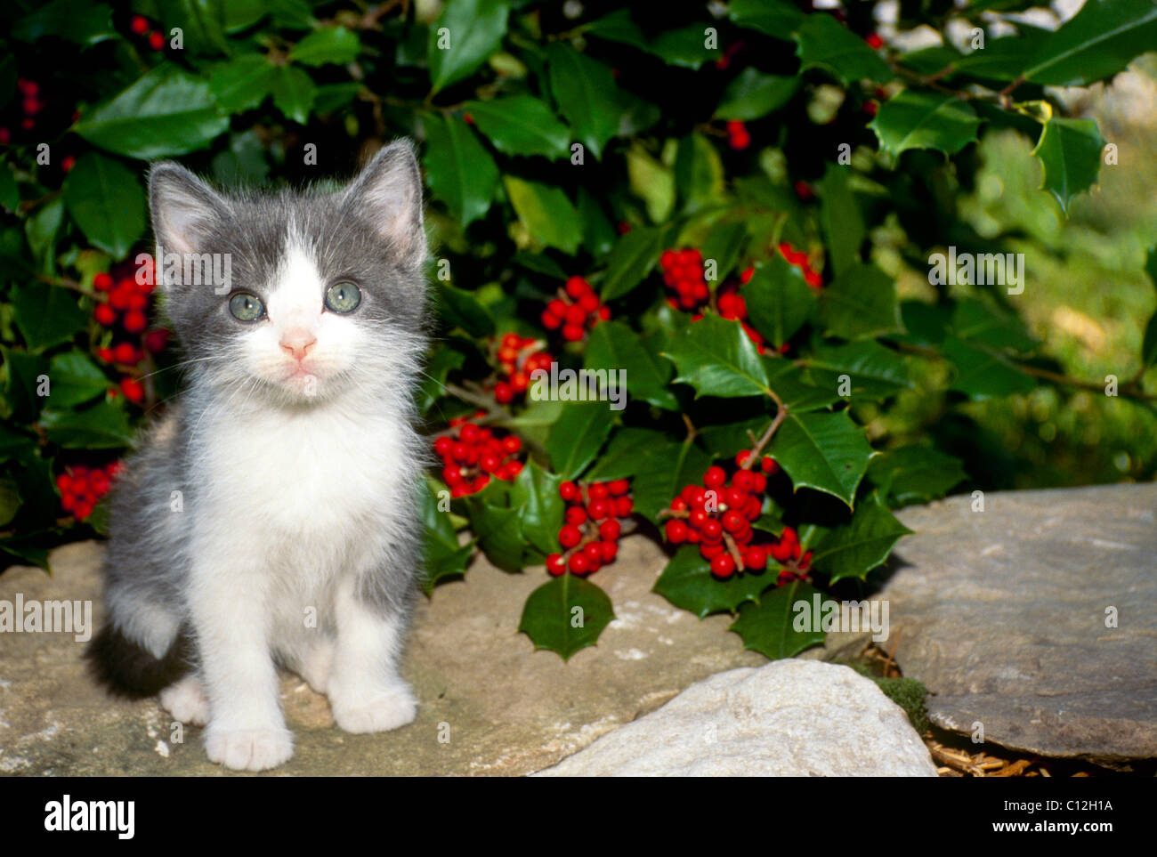 Süße graue und weiße Kätzchen sitzen auf Felswand umgeben mit roten