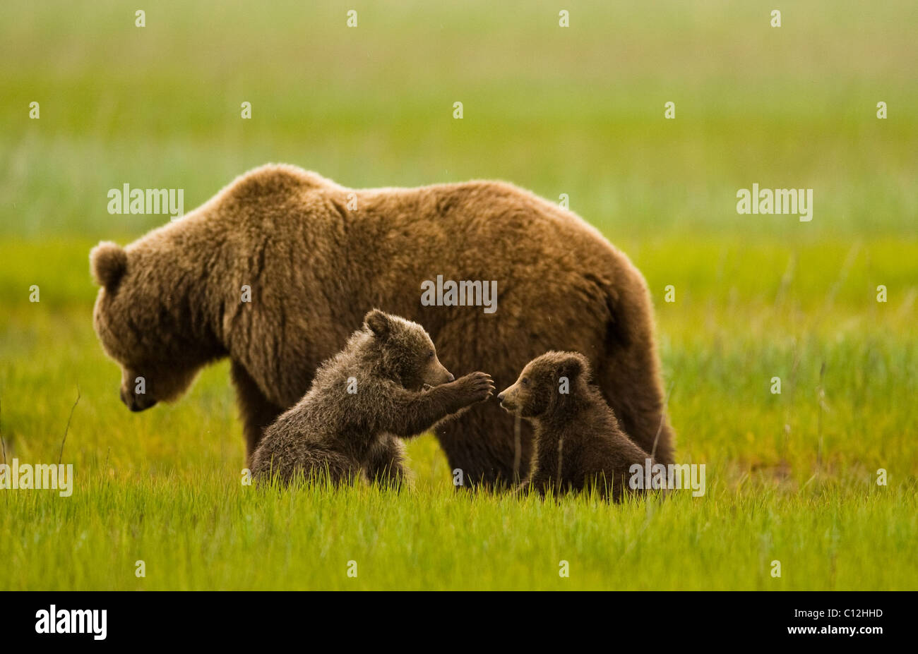 Brauner Bär Mutter wacht, während ihre zwei jungen, geboren im vergangenen Winter in eine Wiese spielen. Stockfoto