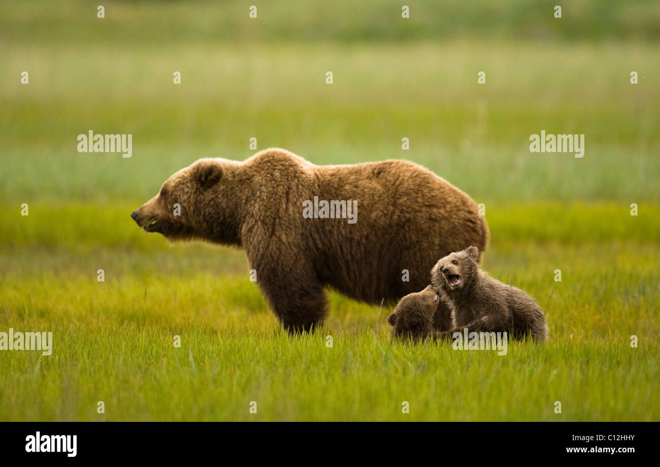 Brauner Bär Mutter wacht, während ihre zwei jungen, geboren im vergangenen Winter in eine Wiese spielen. Stockfoto