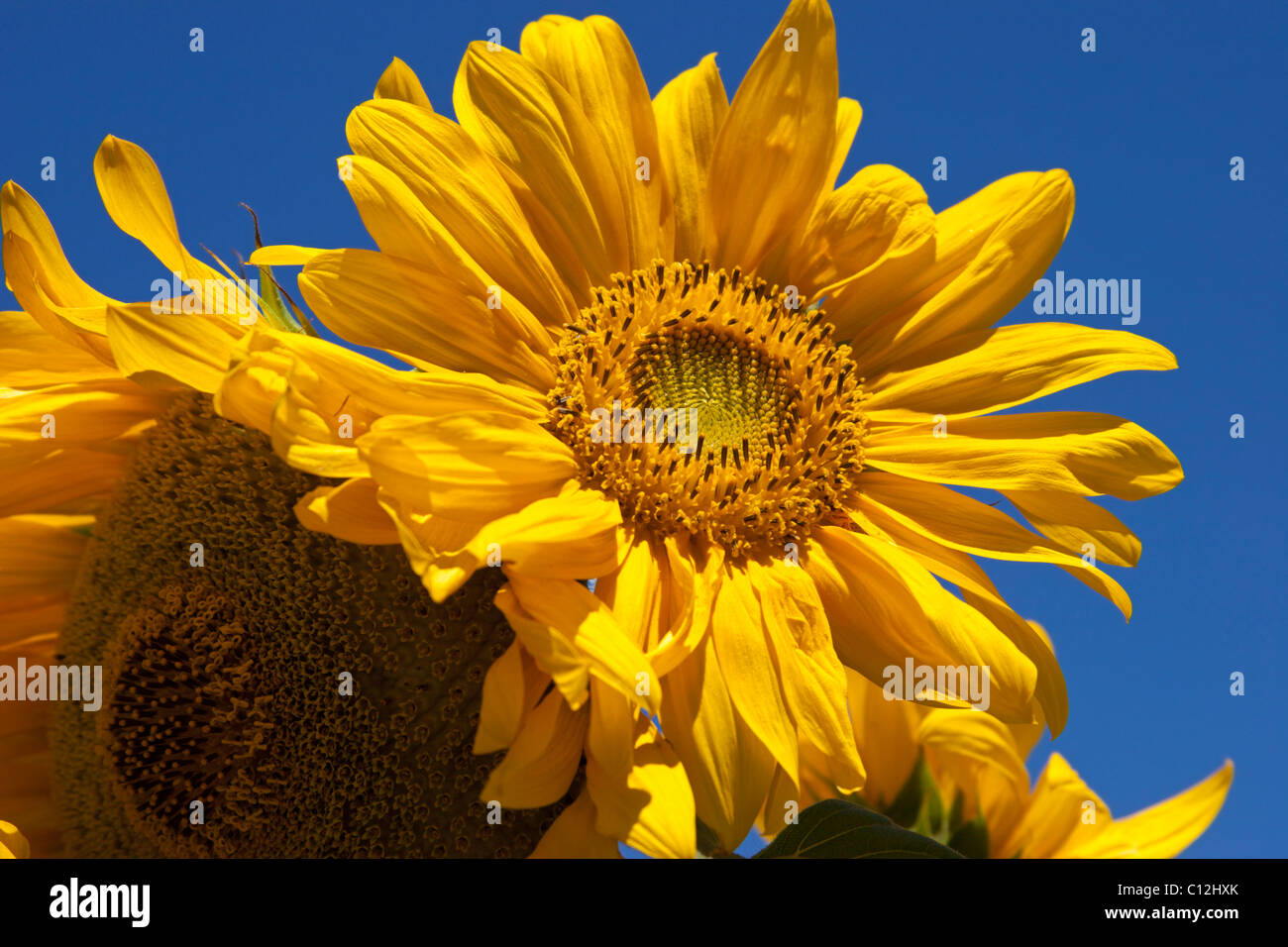 Sonnenblumen gelb spektakuläre leuchtend bunte Farbe Stockfoto