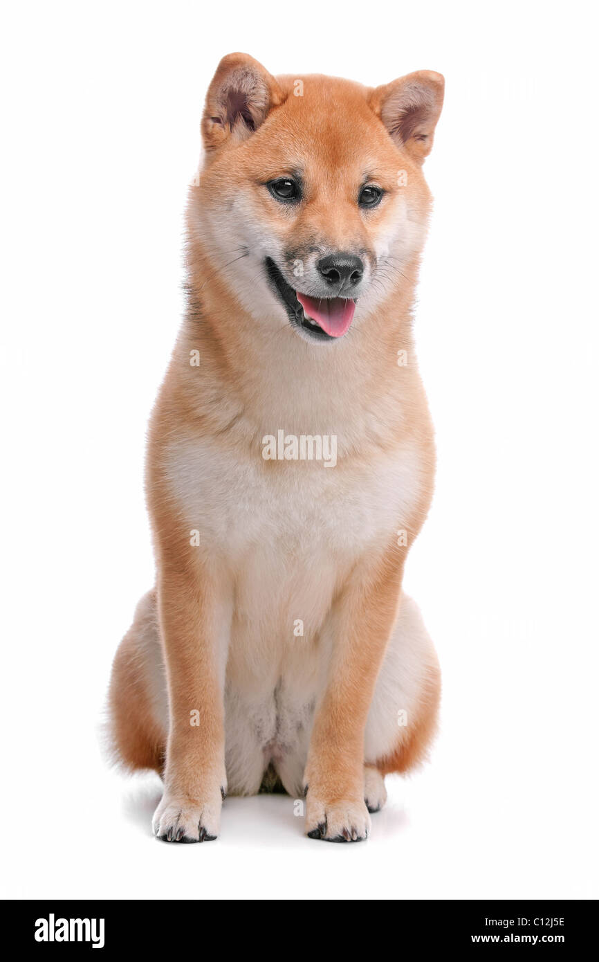 Japanese Shiba Inu Hund Stockfoto