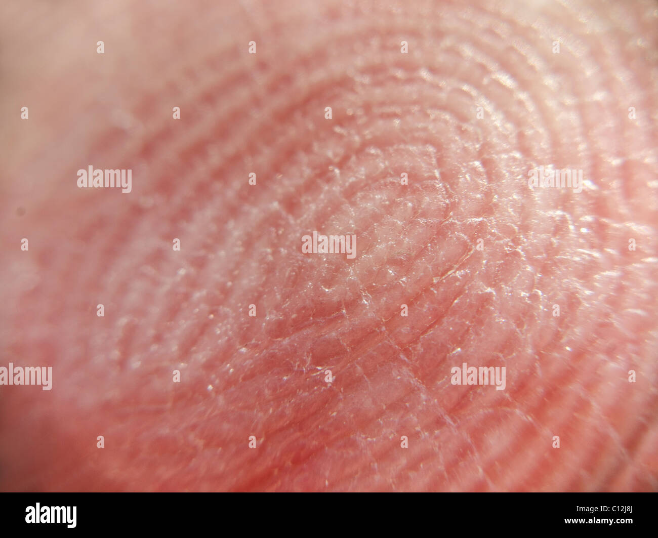 Extreme Nahaufnahme des Fingerabdrucks Stockfoto