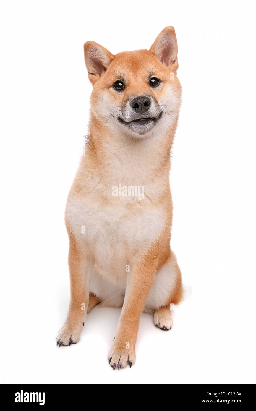 Japanese Shiba Inu Hund Stockfoto