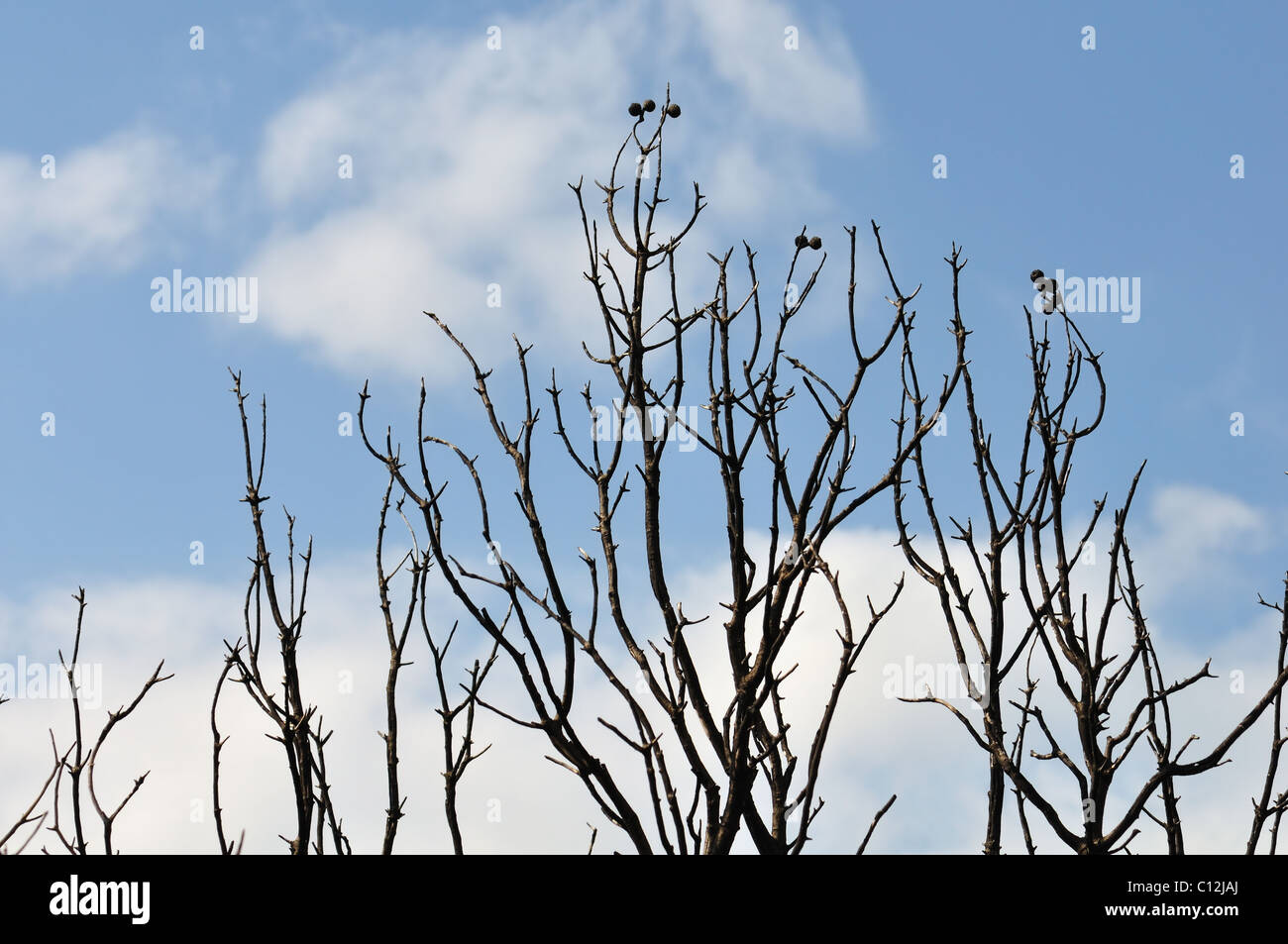 Baum Zweige Silhouette unter blauem Himmel verbrannt. Stockfoto