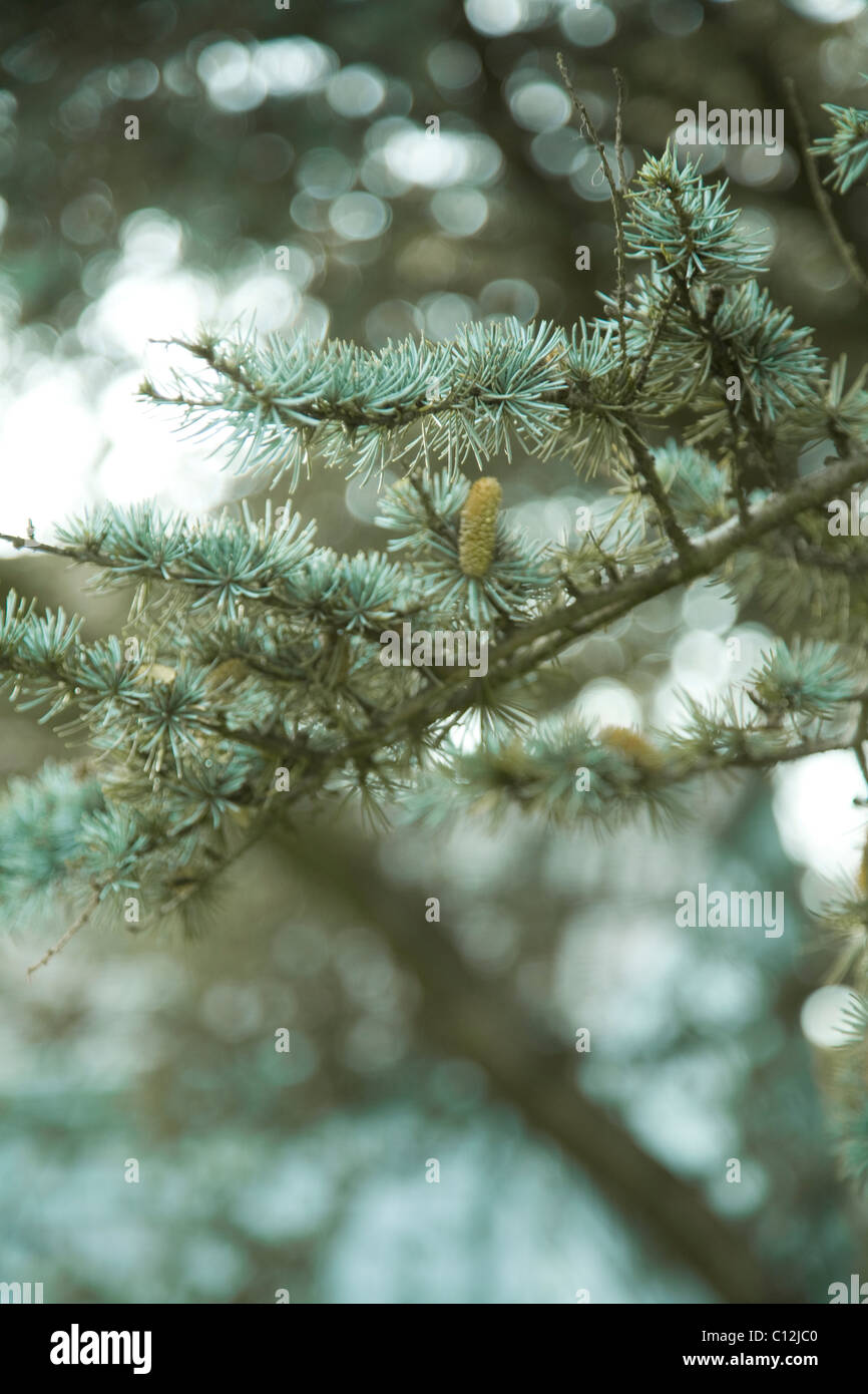Detail und schließen sich der kleine Tannenzapfen auf Baum Ast, blau grüne kühle Farbe, Weihnachten, winter, Urlaub Stockfoto