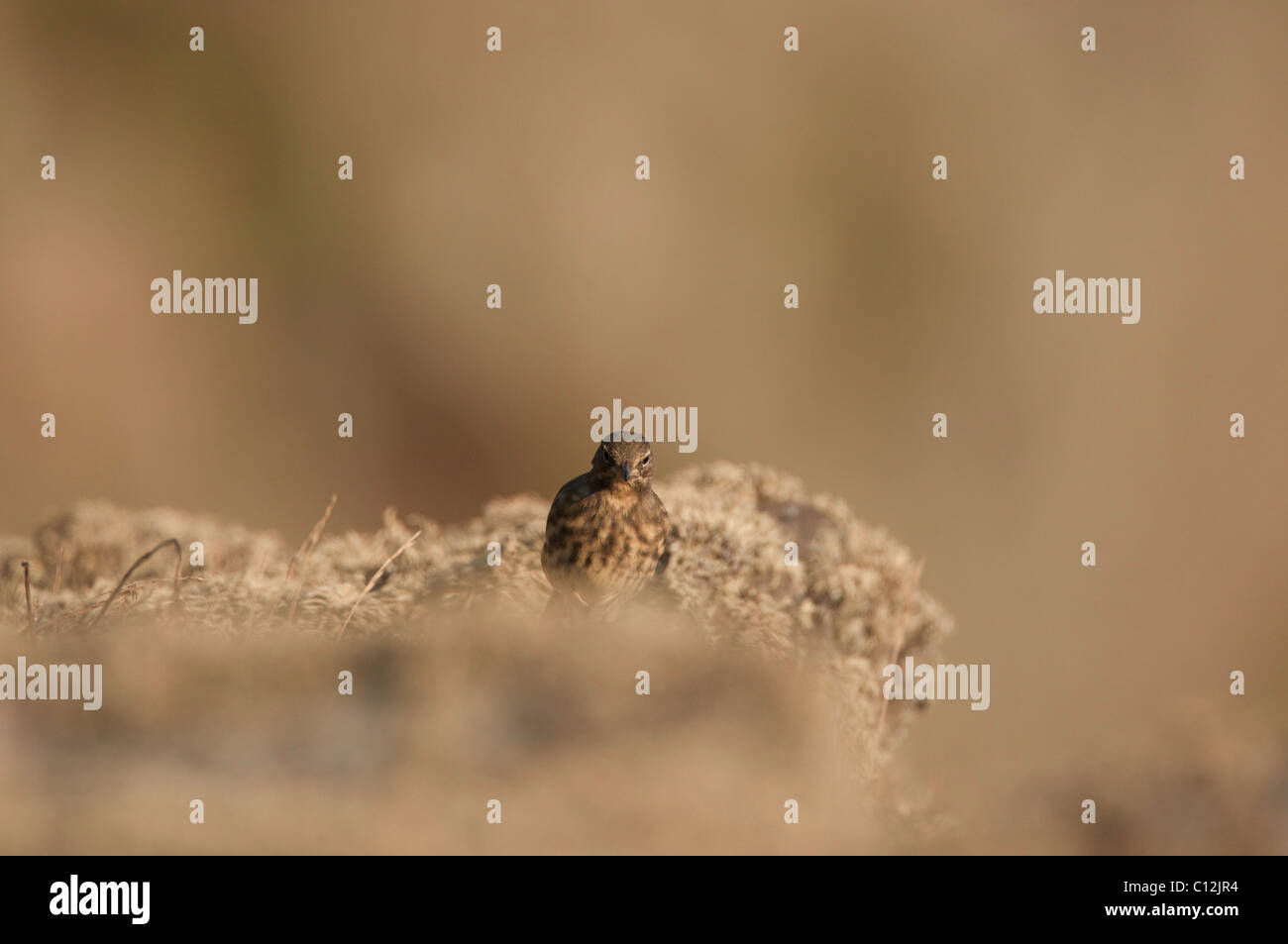 Rock Pieper (Anthus Petrosus) auf der Suche nach Insekten auf Felsen Stockfoto