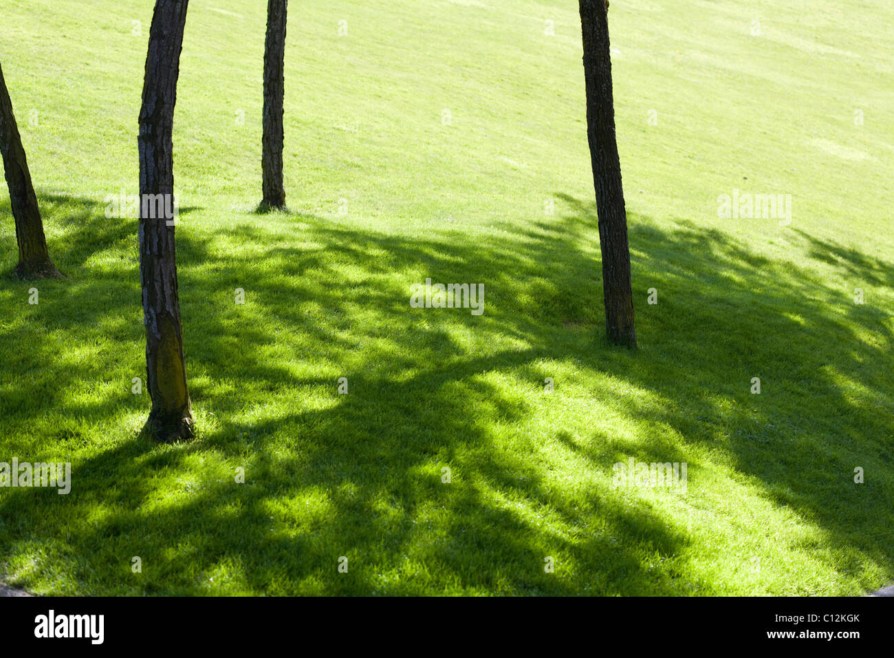 Grüne Wiese mit Schatten für Hintergrund Stockfoto
