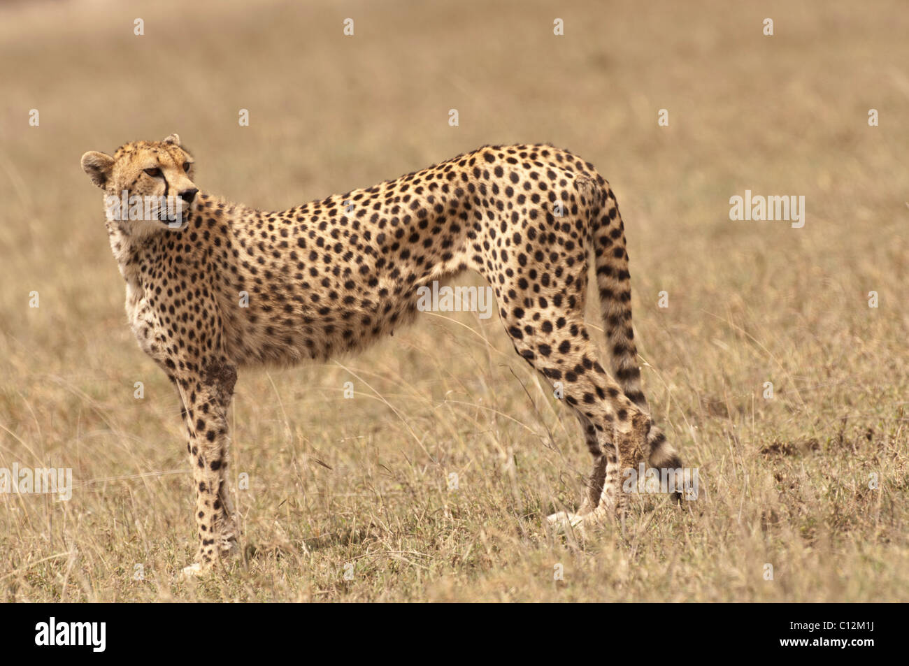 Stock Foto von einem Geparden auf der kurzen Grasebenen der Serengeti. Stockfoto