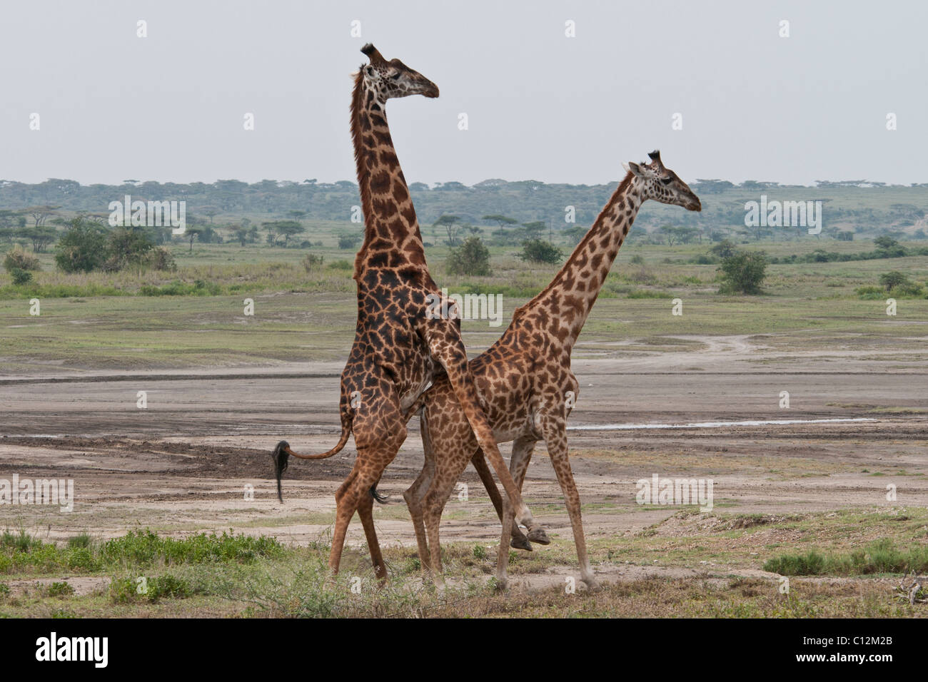 Stock Foto von Giraffen Anzeige Zucht Verhalten. Stockfoto