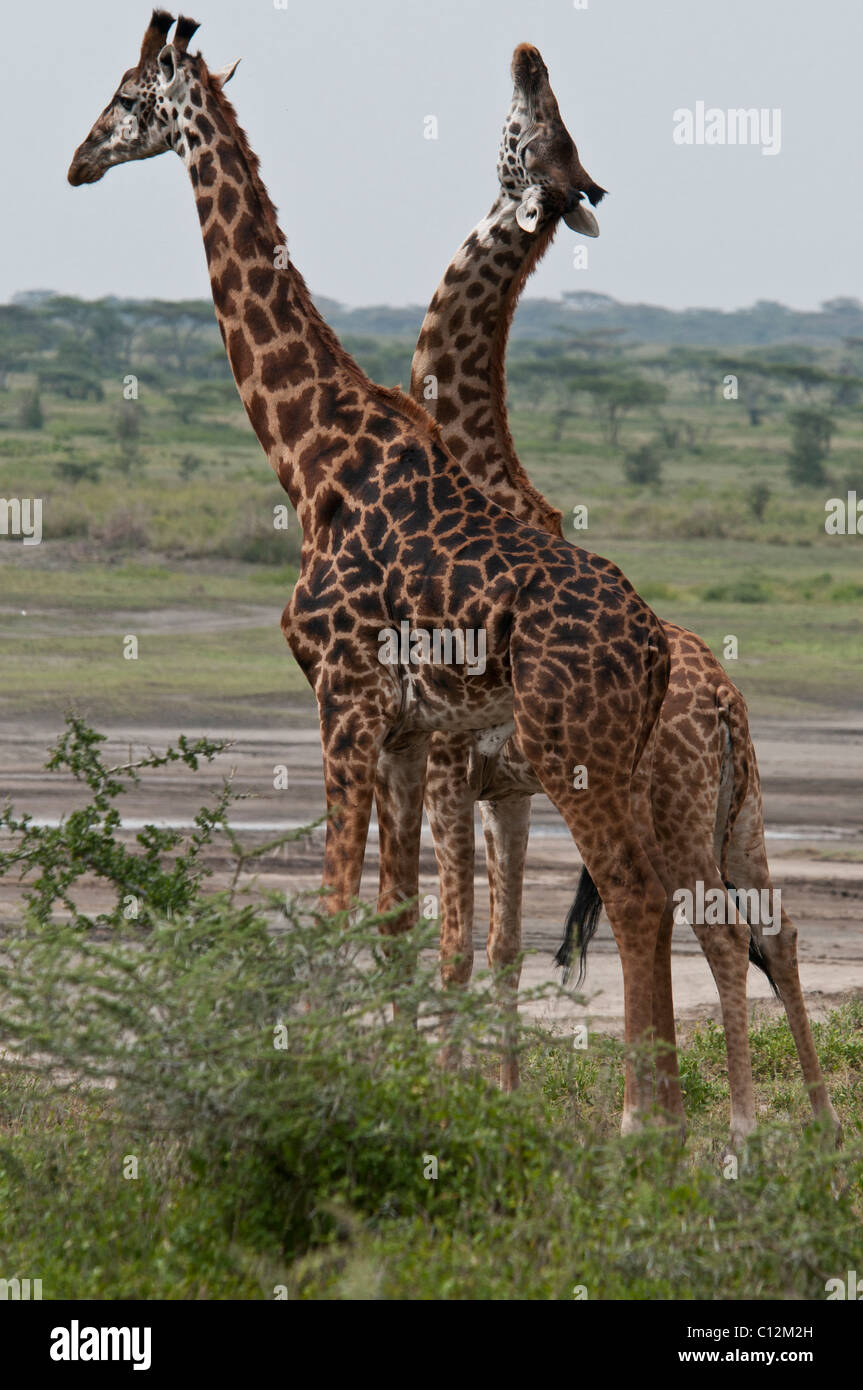 Stock Foto von Giraffen Anzeige Zucht Verhalten. Stockfoto