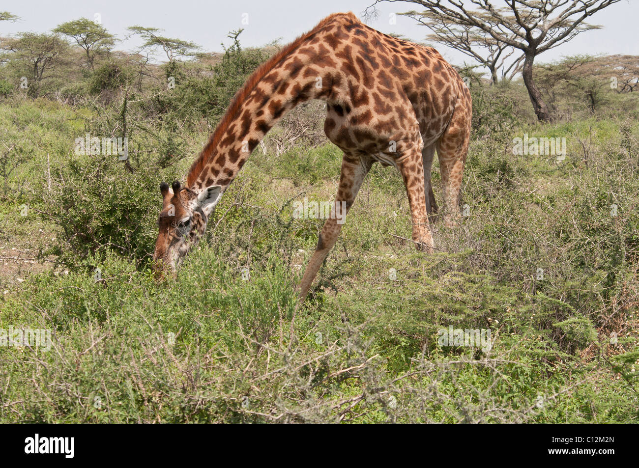 Stock Foto einer Masai-Giraffe bis hinunter zum grasen. Stockfoto