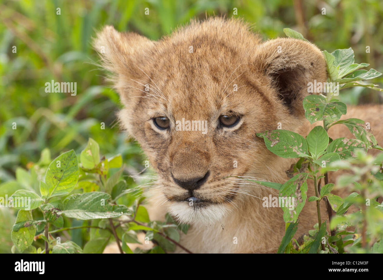 Stock Foto Closeup Portrait ein Löwenjunges ruht in grüner Vegetation. Stockfoto