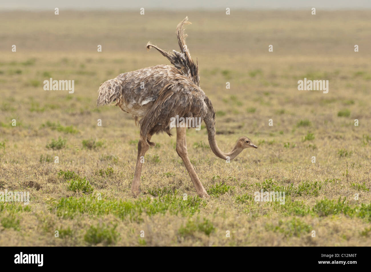 Stock Foto von einer weiblichen Masai Strauß anzeigen einen Zucht-Tanz. Stockfoto