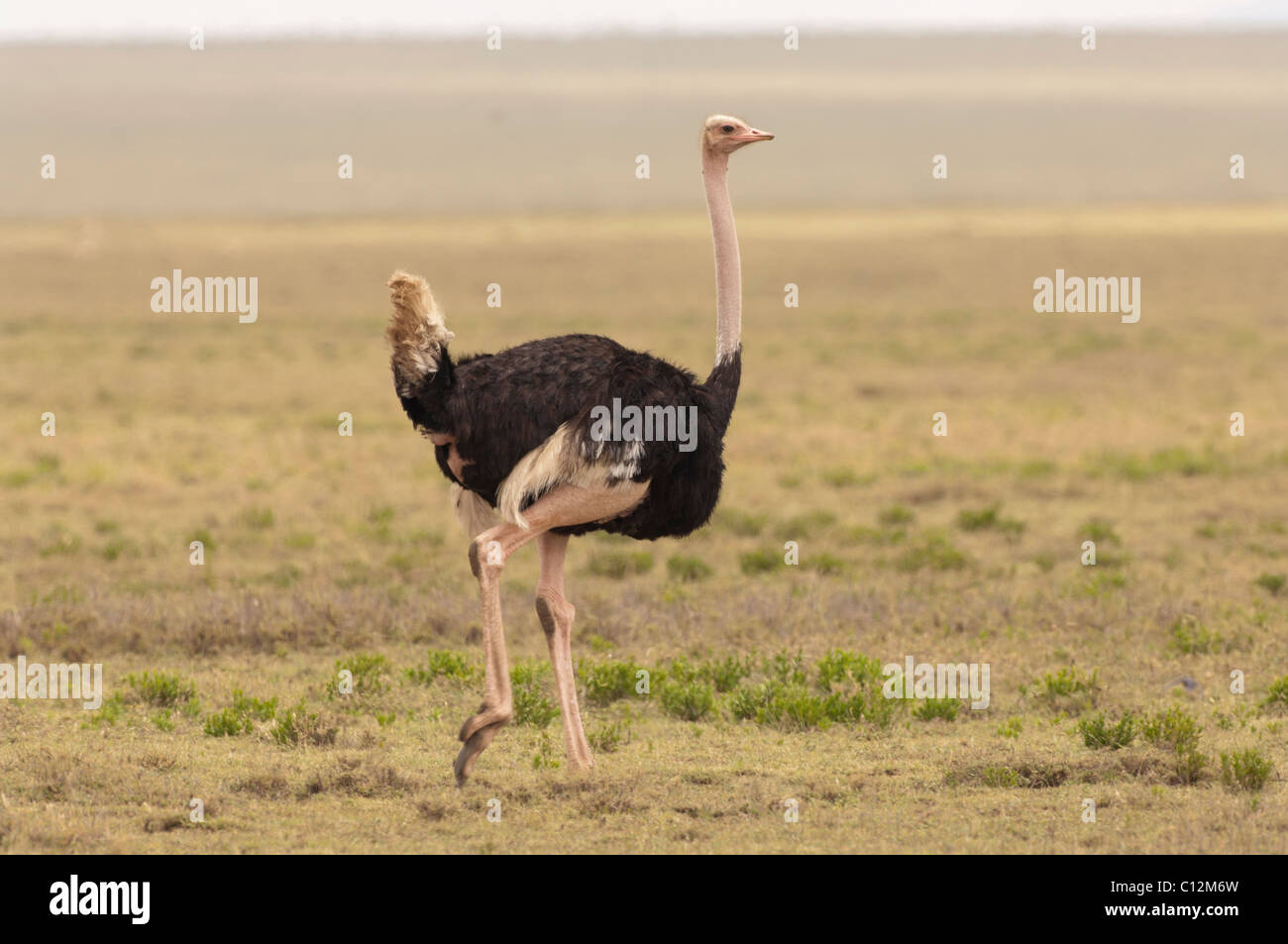 Stock Foto von einem männlichen Masai Giraffe zu Fuß über die kurze Grasebenen der Serengeti Nationalpark. Stockfoto