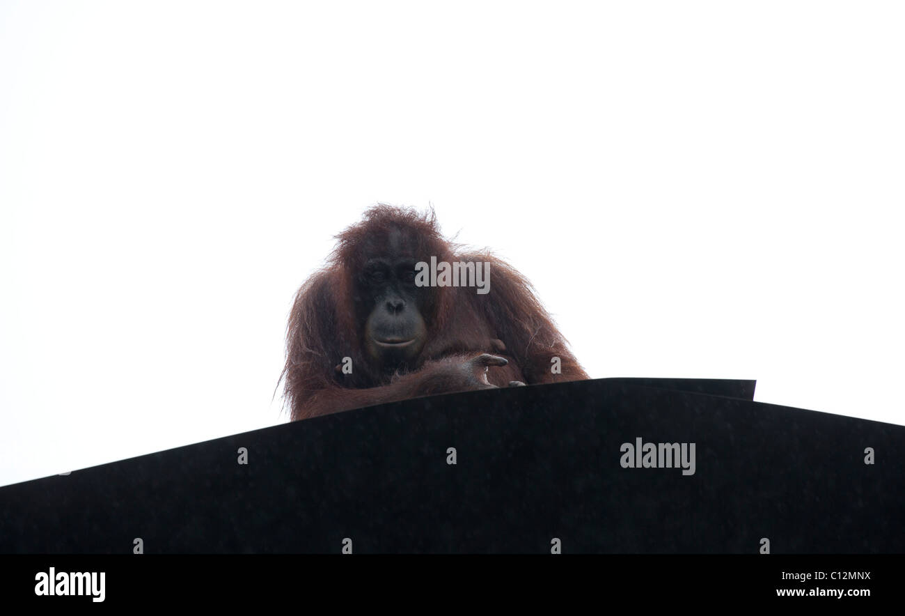 Orang-Utan Lok Kawi Wildlife Park in Borneo Stockfoto