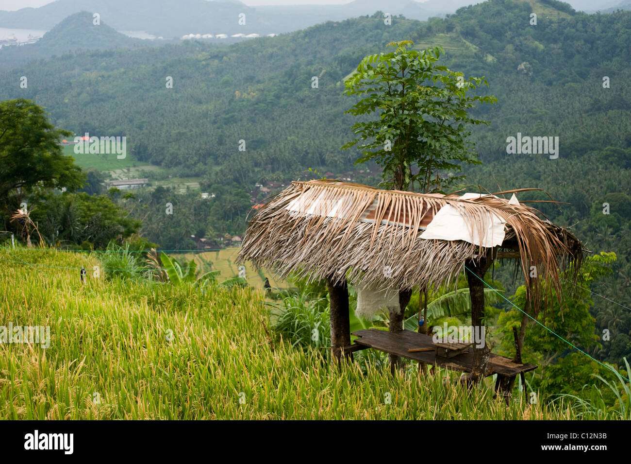 Eine schöne Reis Terrasse in Bali, Indonesien mit einer Nahaufnahme Reife Reis geerntet werden. Stockfoto