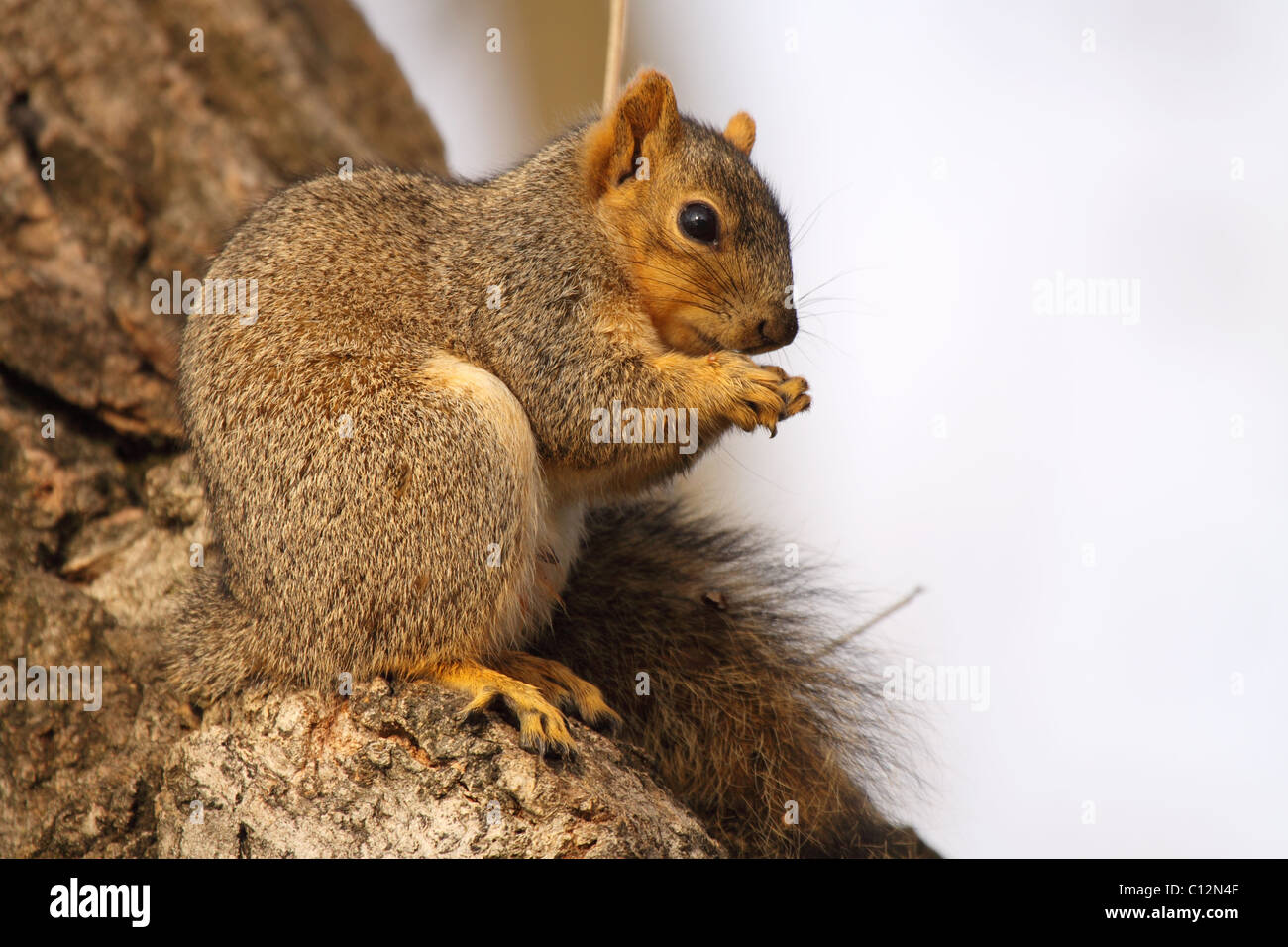Ein Fuchs, Eichhörnchen knabbert an einen Happen zu essen. Stockfoto