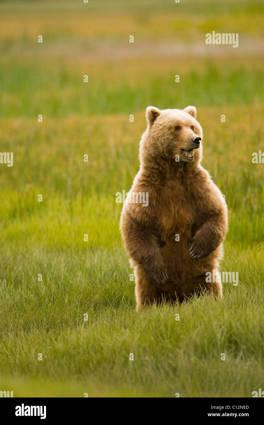 Eine Mutter Grizzlybär steht aufrecht in einer Wiese. Stockfoto