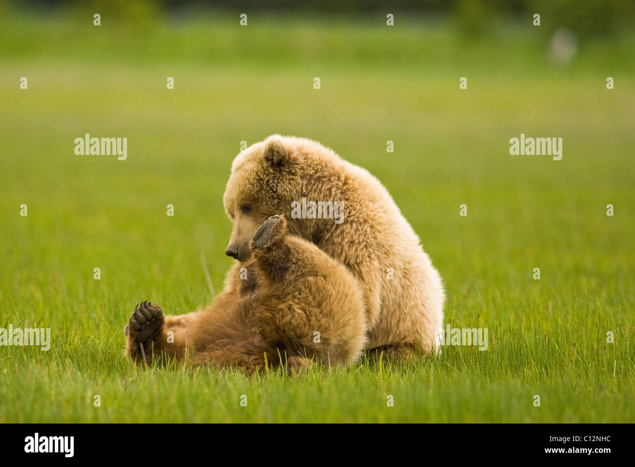 Zwei Jugendliche weibliche Braunbären Ringen spielerisch Stockfotografie - Alamy