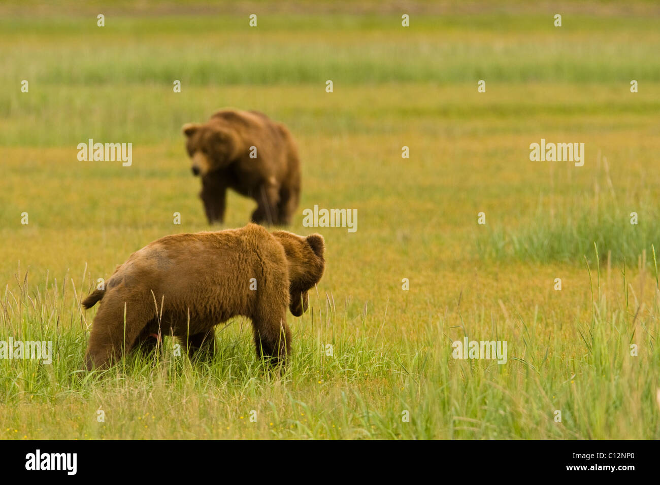 Zwei männliche Grizzlybären Größe einander während der Paarungszeit. Stockfoto
