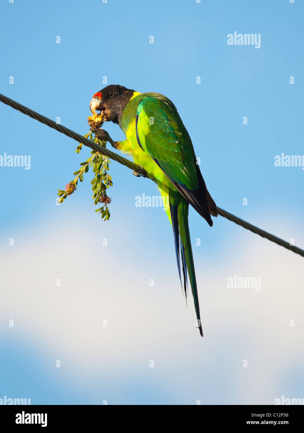 Ein Papagei achtundzwanzig Australian Ring Hals speist auf einige lokale Pflanze. Stockfoto