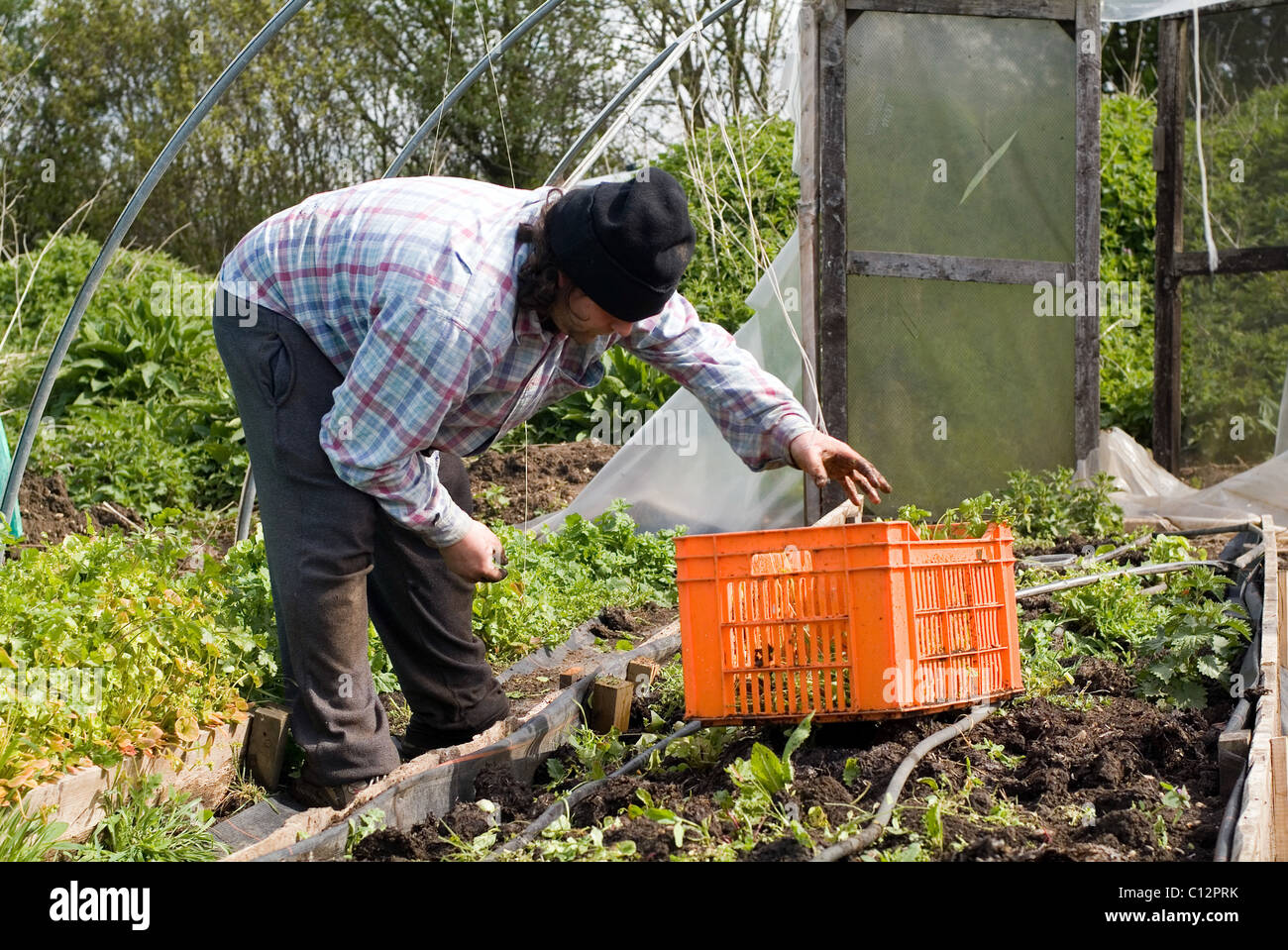 Gartenarbeit Aktivität erfasst bei organischen Garten, Ryton, Warwickshire, Großbritannien Stockfoto