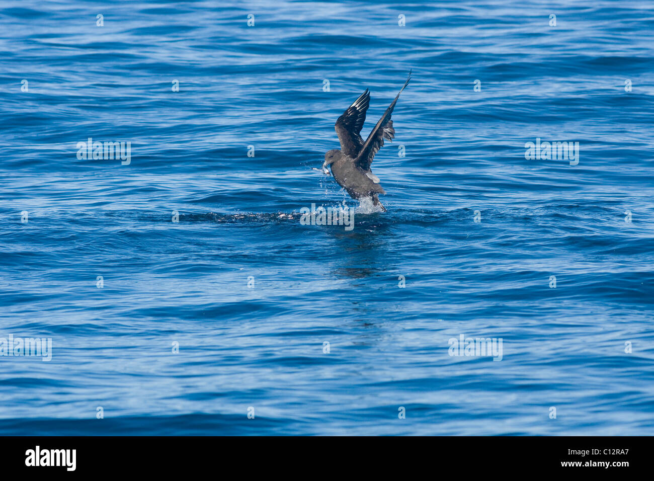 Subantarktischen Skua, Catharacta Antarctica, Fütterung auf baitball Stockfoto