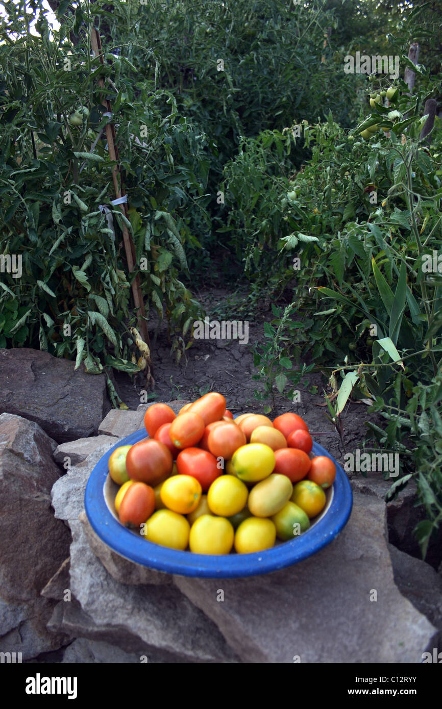 Verschiedene Farben-Tomaten auf dem Teller im Garten Stockfoto