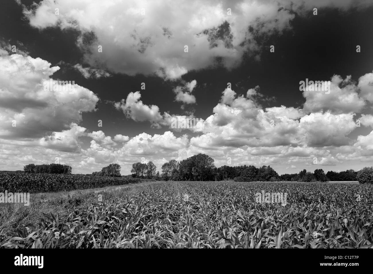 Feld schwarz & weiß Stockfoto