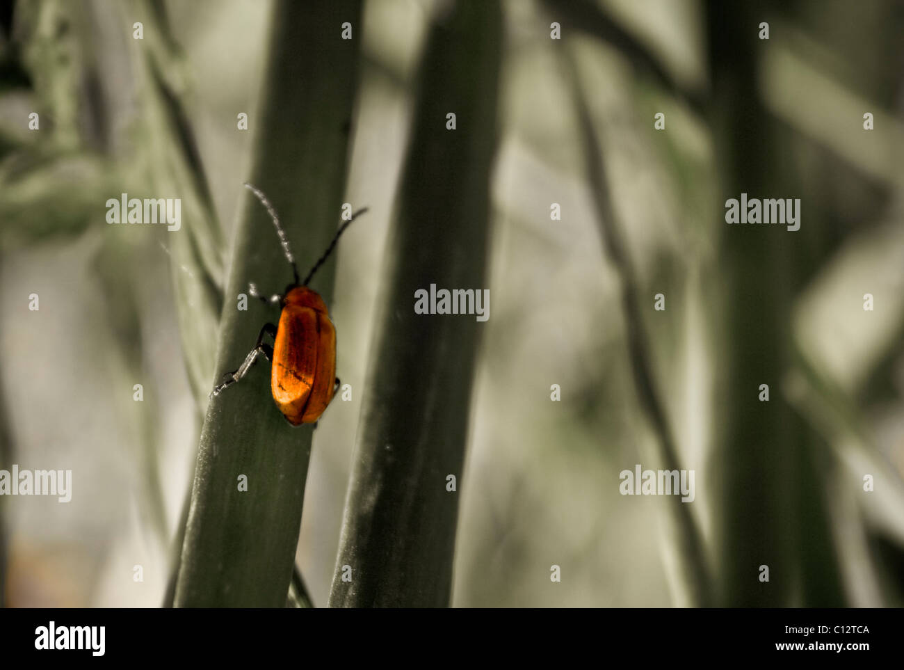 Insekt kriecht auf Pflanzenstängel Stockfoto