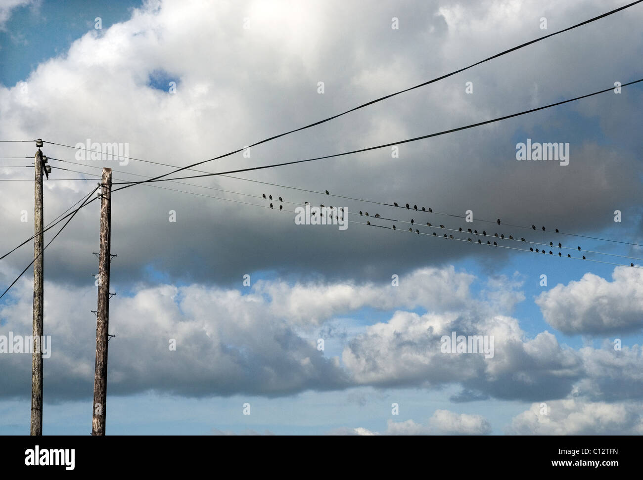 Vögel, thront auf einem Fernschreiber Draht, Cork, Irland Stockfoto